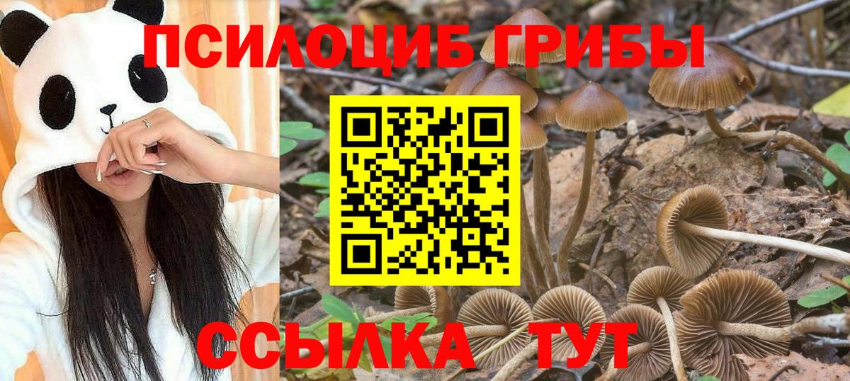 Галлюциногенные грибы Psilocybe Десногорск